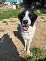 Liebevoller Junghund Lazlo sucht sein Happy End