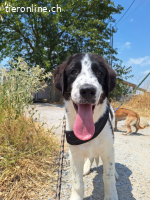 Liebevoller Junghund Lazlo sucht sein Happy End