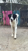 Liebevoller Junghund Lazlo sucht sein Happy End