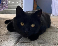 Liebevolles Zuhause für Darky