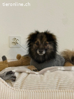 Liebevolles Zuhause für Ria gesucht