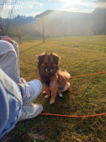 Liebevolles Zuhause für Ria gesucht