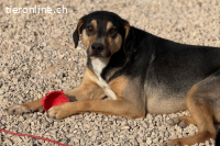 Lilia (3 Jahre) – eine besondere Hündin sucht ihr Zuhause