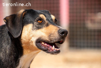 Lilia (3 Jahre) – eine besondere Hündin sucht ihr Zuhause