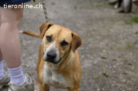 Lilli - und das Leben geht weiter....