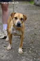 Lilli - und das Leben geht weiter....