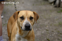 Lilli - und das Leben geht weiter....