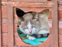 Lilly – ihre wunderschönen Augen schauen dir direkt ins Herz