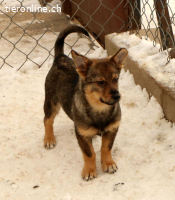 Lilly – kleine Kämpferin sucht grosses Herz