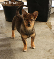 Lilly – kleine Kämpferin sucht grosses Herz