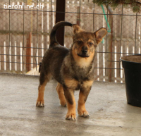 Lilly – kleine Kämpferin sucht grosses Herz