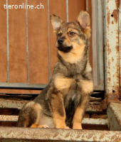 Lilly – kleine Kämpferin sucht grosses Herz
