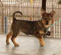 Lilly – kleine Kämpferin sucht grosses Herz