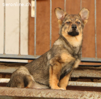 Lilly – kleine Kämpferin sucht grosses Herz