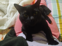 Lilo - Verspielter, liebevoller Charmeur mit Herz