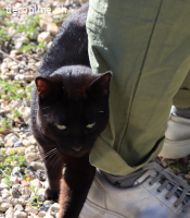 Lilo - Verspielter, liebevoller Charmeur mit Herz