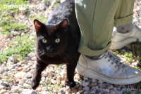 Lilo - Verspielter, liebevoller Charmeur mit Herz