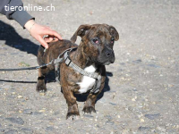 LIMBO, neugieriger Mischlingsbub, ca. 4 Monate, 30cm, 8,5kg