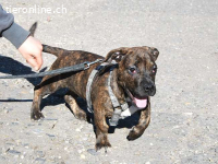 LIMBO, neugieriger Mischlingsbub, ca. 4 Monate, 30cm, 8,5kg