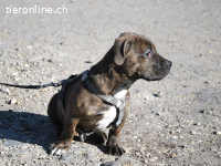 LIMBO, neugieriger Mischlingsbub, ca. 4 Monate, 30cm, 8,5kg