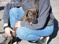 LIMBO, neugieriger Mischlingsbub, ca. 4 Monate, 30cm, 8,5kg