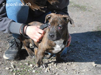 LIMBO, neugieriger Mischlingsbub, ca. 4 Monate, 30cm, 8,5kg