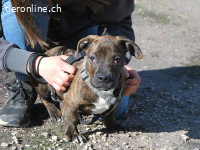 LIMBO, neugieriger Mischlingsbub, ca. 4 Monate, 30cm, 8,5kg
