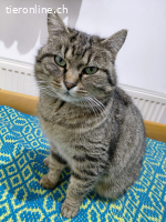 Lina – ein zartes Katzenmädchen sucht Zuhause