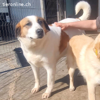 Lina eine Seele sucht ihr Glück