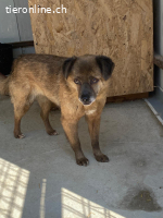 Linda sanfte Schönheit sucht liebevolles Zuhause