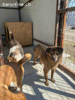 Linda sanfte Schönheit sucht liebevolles Zuhause