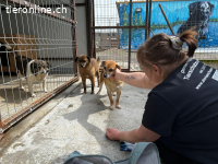 Linda sanfte Schönheit sucht liebevolles Zuhause