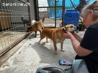 Linda sanfte Schönheit sucht liebevolles Zuhause