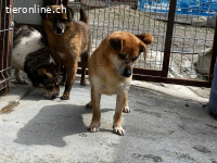 Linda sanfte Schönheit sucht liebevolles Zuhause