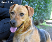 Linnea - Hauptsache ihr großes Herz passt in`s Körbchen