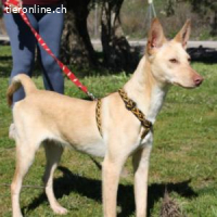 Lino -Einmal Podenco – immer Podenco!