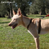 Lino -Einmal Podenco – immer Podenco!