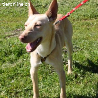 Lino -Einmal Podenco – immer Podenco!