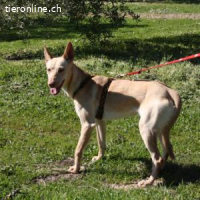 Lino -Einmal Podenco – immer Podenco!