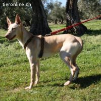 Lino -Einmal Podenco – immer Podenco!