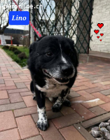 Lino sehnt sich nach Liebe