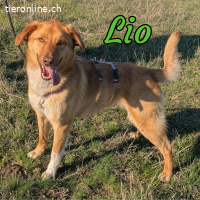 Lio ist bereit für sein Zuhause