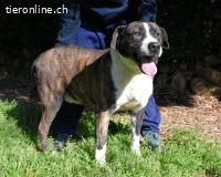 Lisandro - freundlicher Prachtkerl