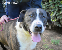 Lisandro - freundlicher Prachtkerl