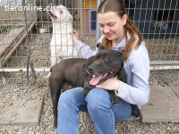 LIZA, lustige Mixomi, ca. 11J., 48cm, 21kg *Gnadenplatz *