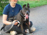 LIZA, lustige Mixomi, ca. 11J., 48cm, 21kg *Gnadenplatz *