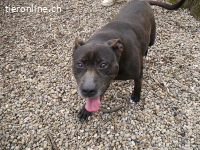 LIZA, lustige Mixomi, ca. 11J., 48cm, 21kg *Gnadenplatz *