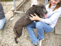 LIZA, lustige Mixomi, ca. 11J., 48cm, 21kg *Gnadenplatz *