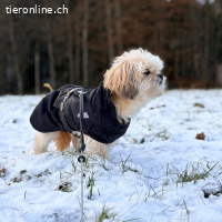 Lizi, Shitzu, sucht ruhiges Zuhause