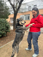 Lobito, m./kastr., geb. 09/2018, Größe: 62 cm/30 kg